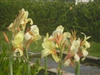 Canna Cora